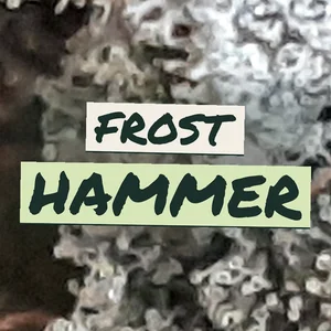 Frost Hammer Cannabis Strain