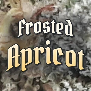 Frosted Apricot Cannabis Strain
