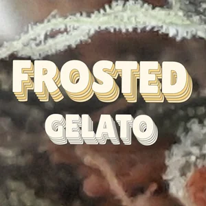 Frosted Gelato Cannabis Strain