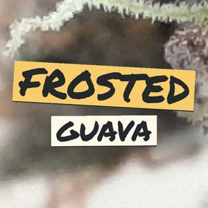 Frosted Guava Cannabis Strain