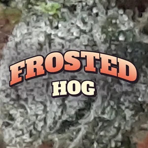 Frosted Hog Cannabis Strain