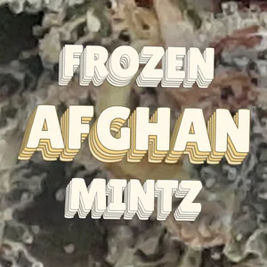 Frozen Afghan Mintz Cannabis Strain