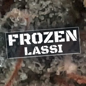 Frozen Lassi Cannabis Strain