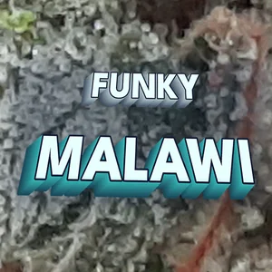 Funky Malawi Cannabis Strain