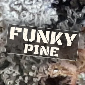 Funky Pine Cannabis Strain