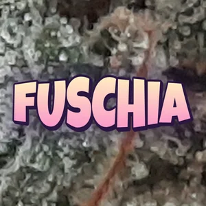 Fuschia Cannabis Strain