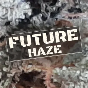 Future Haze Cannabis Strain
