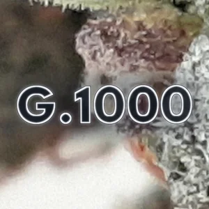 G.1000 Cannabis Strain