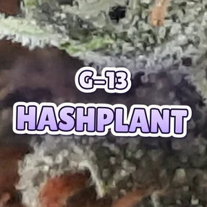 G-13 Hashplant Cannabis Strain