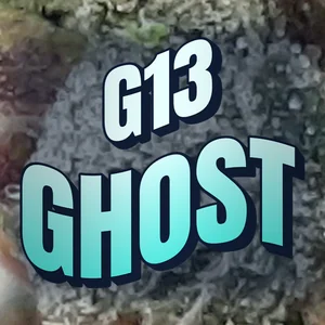 G13 Ghost Cannabis Strain