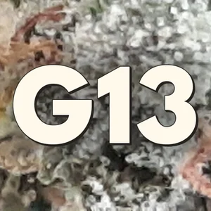 G13 Cannabis Strain