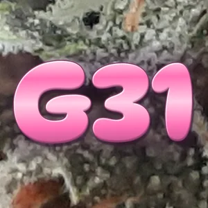 G31 Cannabis Strain