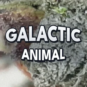 Galactic Animal Cannabis Strain