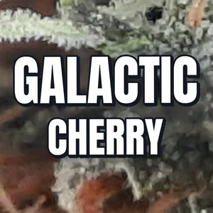 Galactic Cherry Cannabis Strain