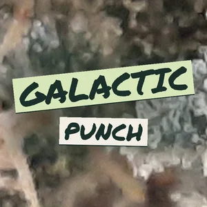 Galactic Punch Cannabis Strain