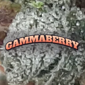 Gammaberry Cannabis Strain