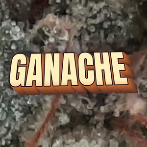 Ganache Cannabis Strain