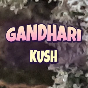 Gandhari Kush Cannabis Strain