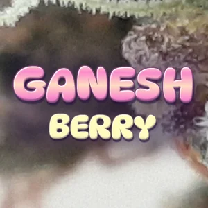 Ganesh Berry Cannabis Strain