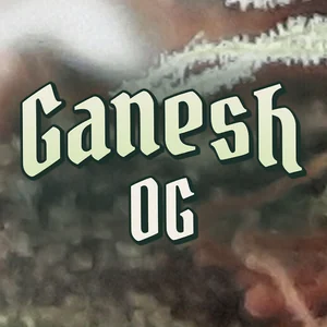 Ganesh OG Cannabis Strain