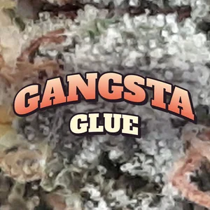Gangsta Glue Cannabis Strain