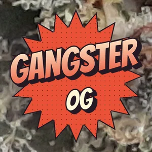 Gangster OG Cannabis Strain