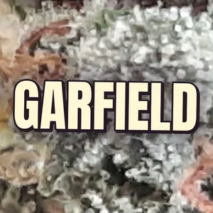 Garfield Cannabis Strain