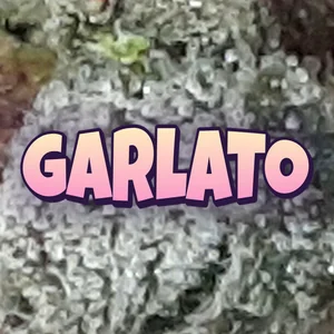Garlato Cannabis Strain