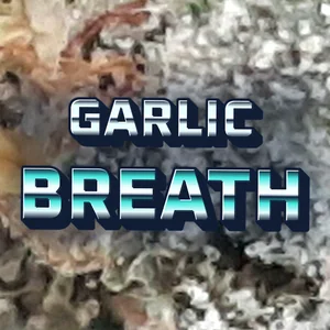 Garlic Breath Cannabis Strain