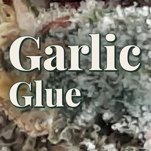 Garlic Glue Cannabis Strain