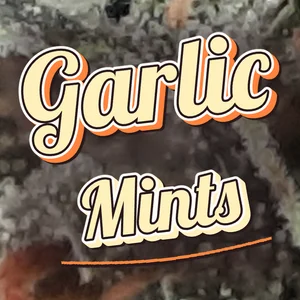 Garlic Mints Cannabis Strain