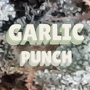 Garlic Punch Cannabis Strain