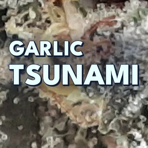 Garlic Tsunami Cannabis Strain