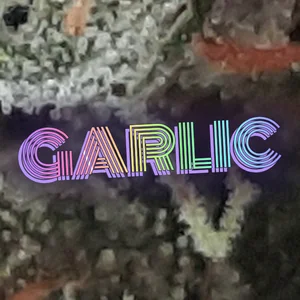 Garlic Cannabis Strain