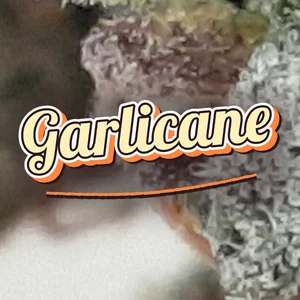 Garlicane Cannabis Strain