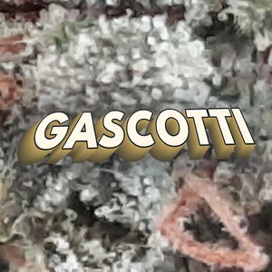 Gascotti Cannabis Strain