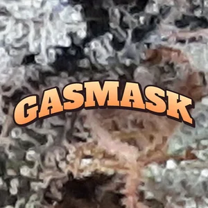 Gasmask Cannabis Strain