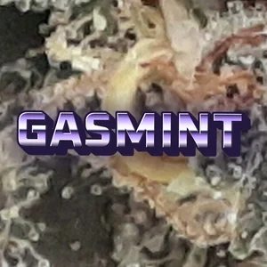 Gasmint Cannabis Strain