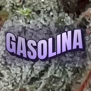 Gasolina Cannabis Strain