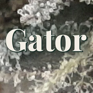 Gator Cannabis Strain