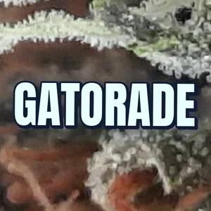 Gatorade Cannabis Strain