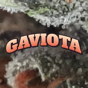Gaviota Cannabis Strain
