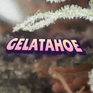 Gelatahoe Cannabis Strain