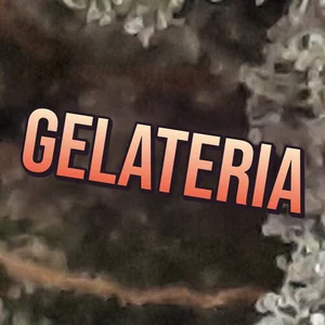 Gelateria Cannabis Strain