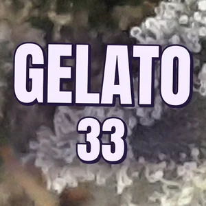 Gelato 33 Cannabis Strain