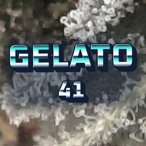 Gelato 41 Cannabis Strain