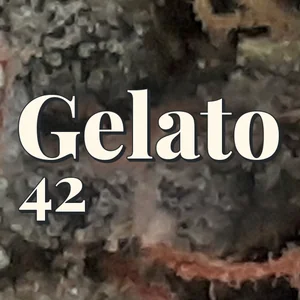 Gelato 42 Cannabis Strain