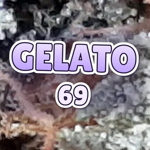 Gelato 69 Cannabis Strain