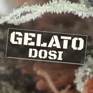 Gelato Dosi Cannabis Strain