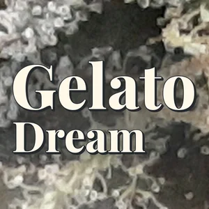 Gelato Dream Cannabis Strain
